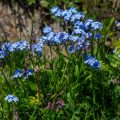 Alpen-Vergißmeinnicht (Myosotis alpestris)