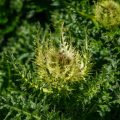 Alpen-Kratzdistel (Cirsium spinosissimum