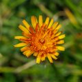 Orangerotes Habichtskraut (Hieracium aurantiacum)
