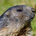 Alpenmurmeltier (Marmota marmota)