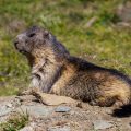Alpenmurmeltier (Marmota marmota)