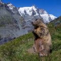 Alpenmurmeltier (Marmota marmota)