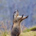 Alpenmurmeltier (Marmota marmota) bettelt nach Futter
