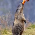 Alpenmurmeltier (Marmota marmota) bettelt nach Futter