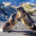 Alpenmurmeltier (Marmota marmota) streiten sich