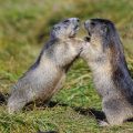 Alpenmurmeltier (Marmota marmota) streiten sich