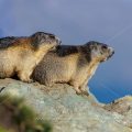 Alpenmurmeltiere (Marmota marmota)