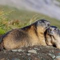Alpenmurmeltiere (Marmota marmota)