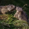 Alpenmurmeltier (Marmota marmota) Jungtiere