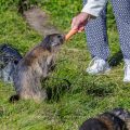 Alpenmurmeltier (Marmota marmota) wird gefüttert