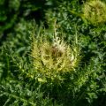 Alpen-Kratzdistel (Cirsium spinosissimum)
