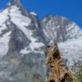 Alpenmurmeltier (Marmota marmota) mit Großglockner