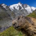 Alpenmurmeltier (Marmota marmota) mit Großglockner