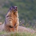 Alpenmurmeltier (Marmota marmota) pfeift