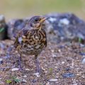 Wacholderdrossel (Turdus pilaris) Jungvogel mit gekreuztem Schnabel