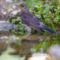 Wacholderdrossel (Turdus pilaris) Jungvogel mit gekreuztem Schnabel