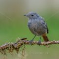 Hausrotschwanz (Phoenicurus ochruros) Weibchen