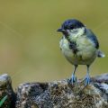 Kohlmeise (Parus major) Jungvogel