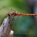 Gemeine Heidelibelle (Sympetrum vulgatum) Männchen
