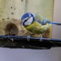 Blaumeise (Cyanistes caeruleus)
