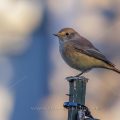 Gartenrotschwanz (Phoenicurus phoenicurus) Weibchen