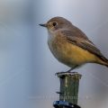Gartenrotschwanz (Phoenicurus phoenicurus) Weibchen