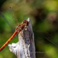 Gemeine Heidelibelle (Sympetrum vulgatum) Männchen