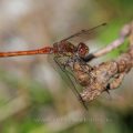 Gemeine Heidelibelle (Sympetrum vulgatum) Männchen