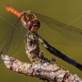 Gemeine Heidelibelle (Sympetrum vulgatum) Männchen
