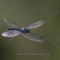 Herbst-Mosaikjungfer (Aeshna mixta)