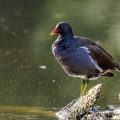 Teichhuhn (Gallinula chloropus)