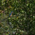 Eisvogel (Alcedo atthis) in seinem Lebensraum