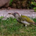 Grünspecht (Picus viridis) Männchen im Jugendkleid