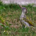 Grünspecht (Picus viridis) Männchen im Jugendkleid
