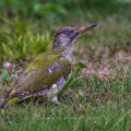 Grünspecht (Picus viridis) Männchen im Jugendkleid