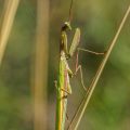 Europäische Gottesanbeterin (Mantis religiosa)