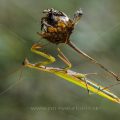 Europäische Gottesanbeterin (Mantis religiosa)