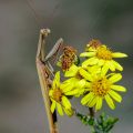 Europäische Gottesanbeterin (Mantis religiosa)