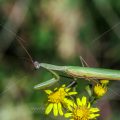 Europäische Gottesanbeterin (Mantis religiosa)