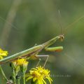 Europäische Gottesanbeterin (Mantis religiosa)