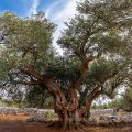 Ältester Olivenbaum in Kroatien auf der Insel Pag bei Lun. Ca. 2000 Jahre alt