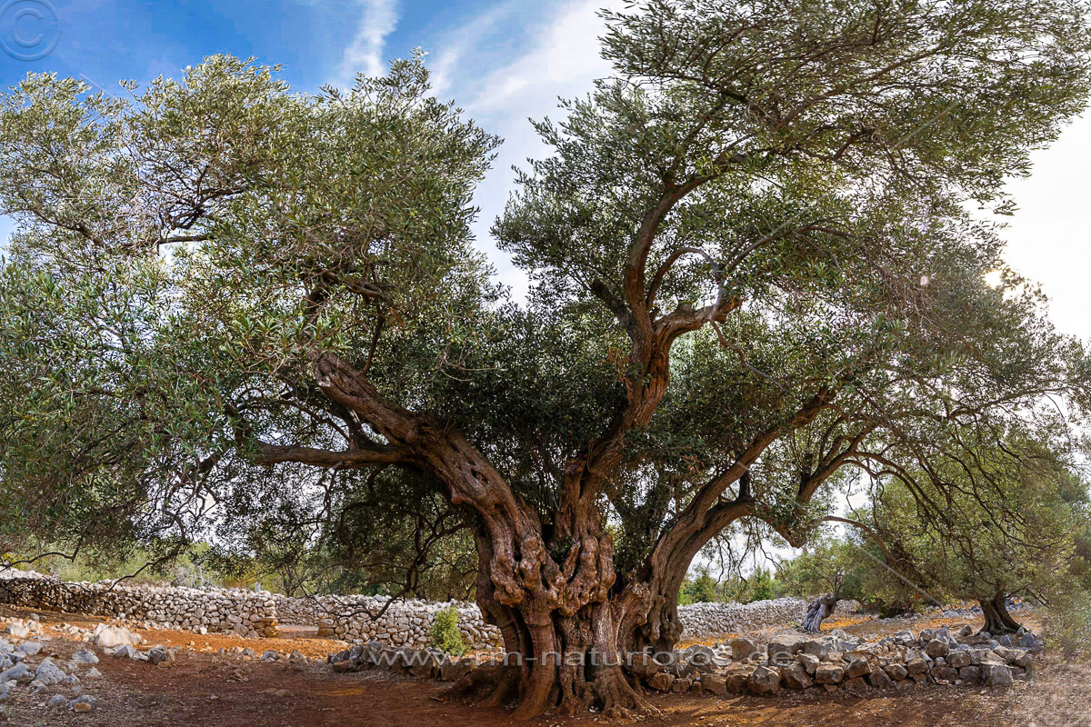Ältester Olivenbaum in Kroatien auf der Insel Pag bei Lun. Ca. 2000 Jahre alt