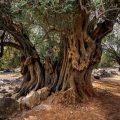 Ältester Olivenbaum in Kroatien auf der Insel Pag bei Lun. Ca. 2000 Jahre alt