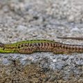 Mauereidechse (Podarcis muralis)