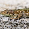 Mauereidechse (Podarcis muralis)