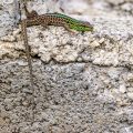 Mauereidechse (Podarcis muralis)