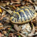 Griechische Landschildkröte (Testudo hermanni)