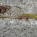 Mauereidechse (Podarcis muralis)