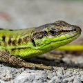 Mauereidechse (Podarcis muralis)