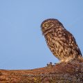 Steinkauz (Athene noctua)